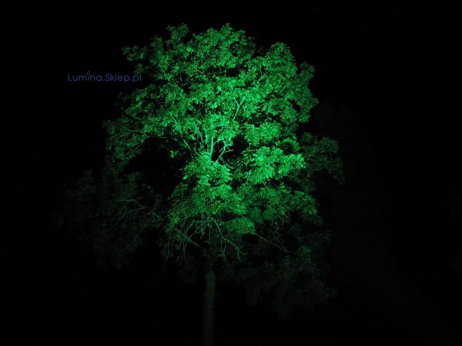Oświetlenie drzewa 18 m światłem zielonym